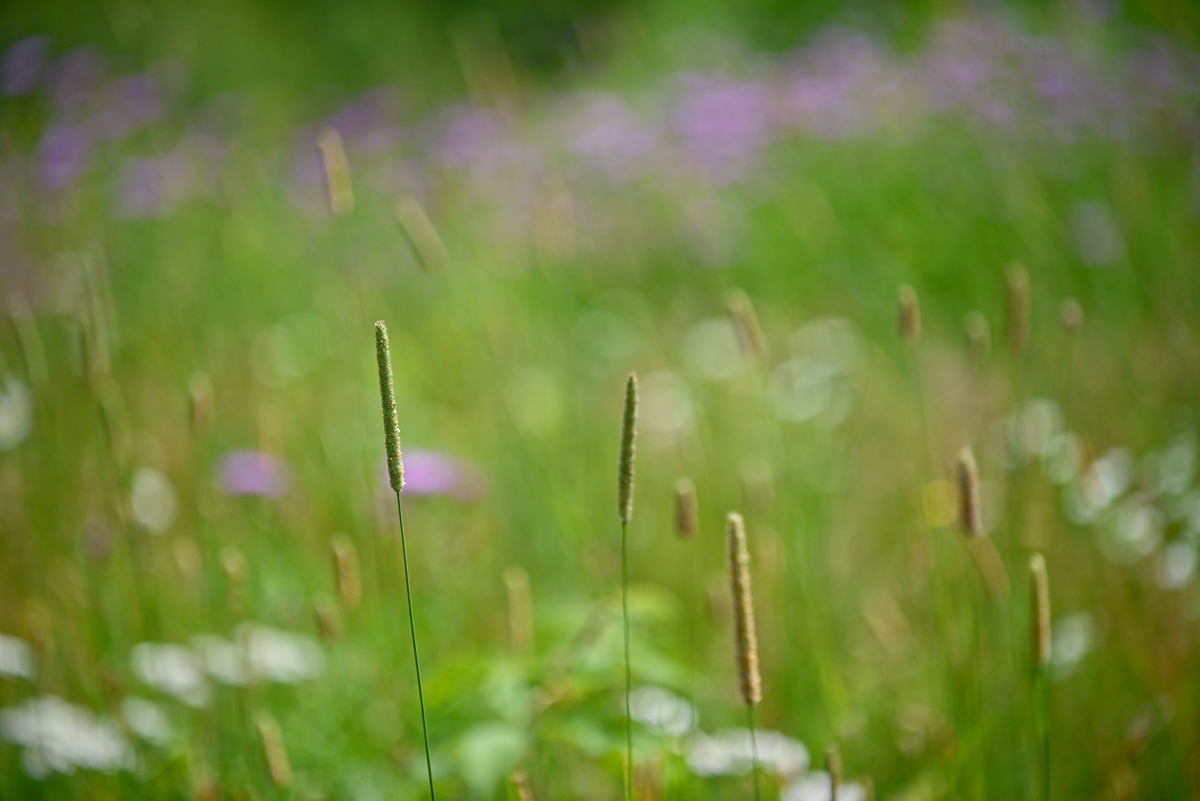 Painted  meadow
