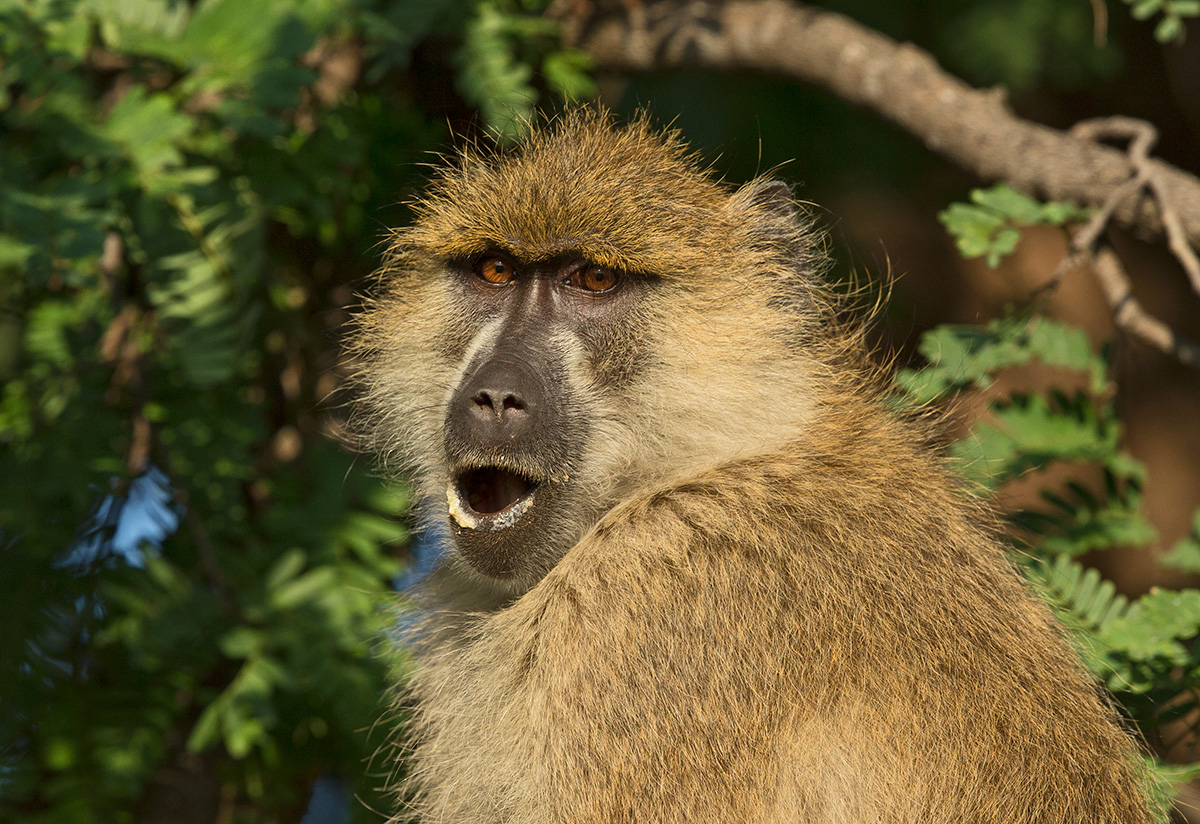 Baboon