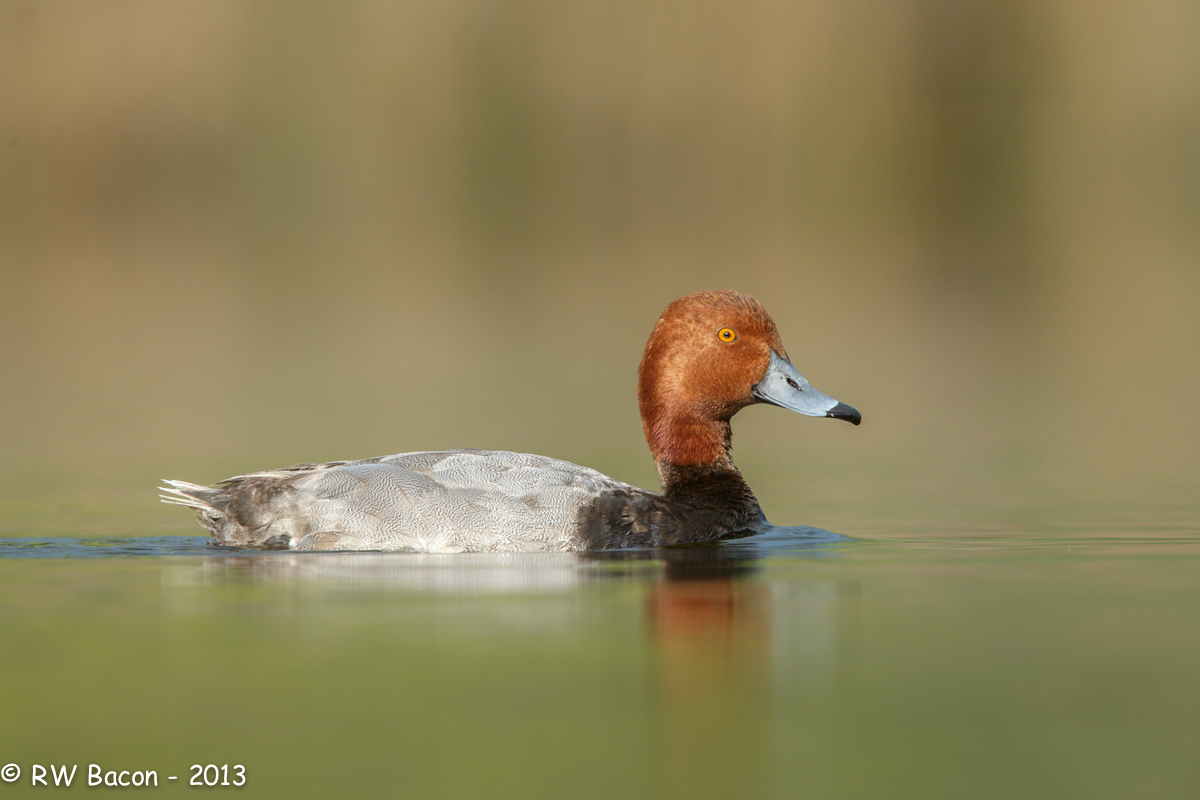 Redhead
