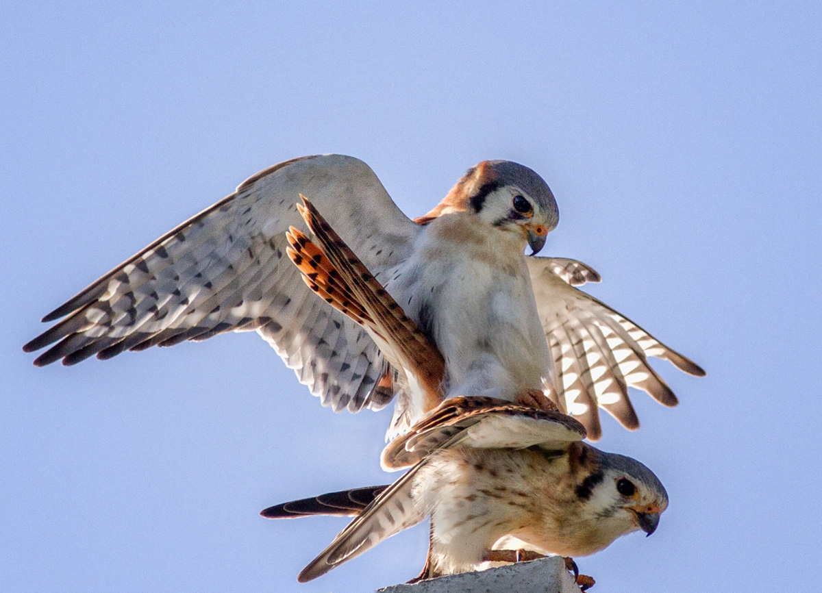 American Kestrels Mating