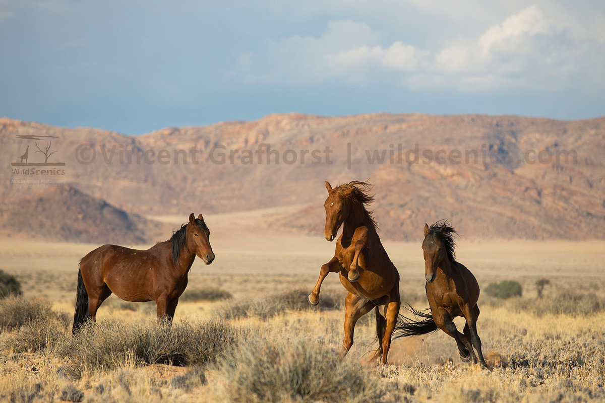 Stallion Squabble