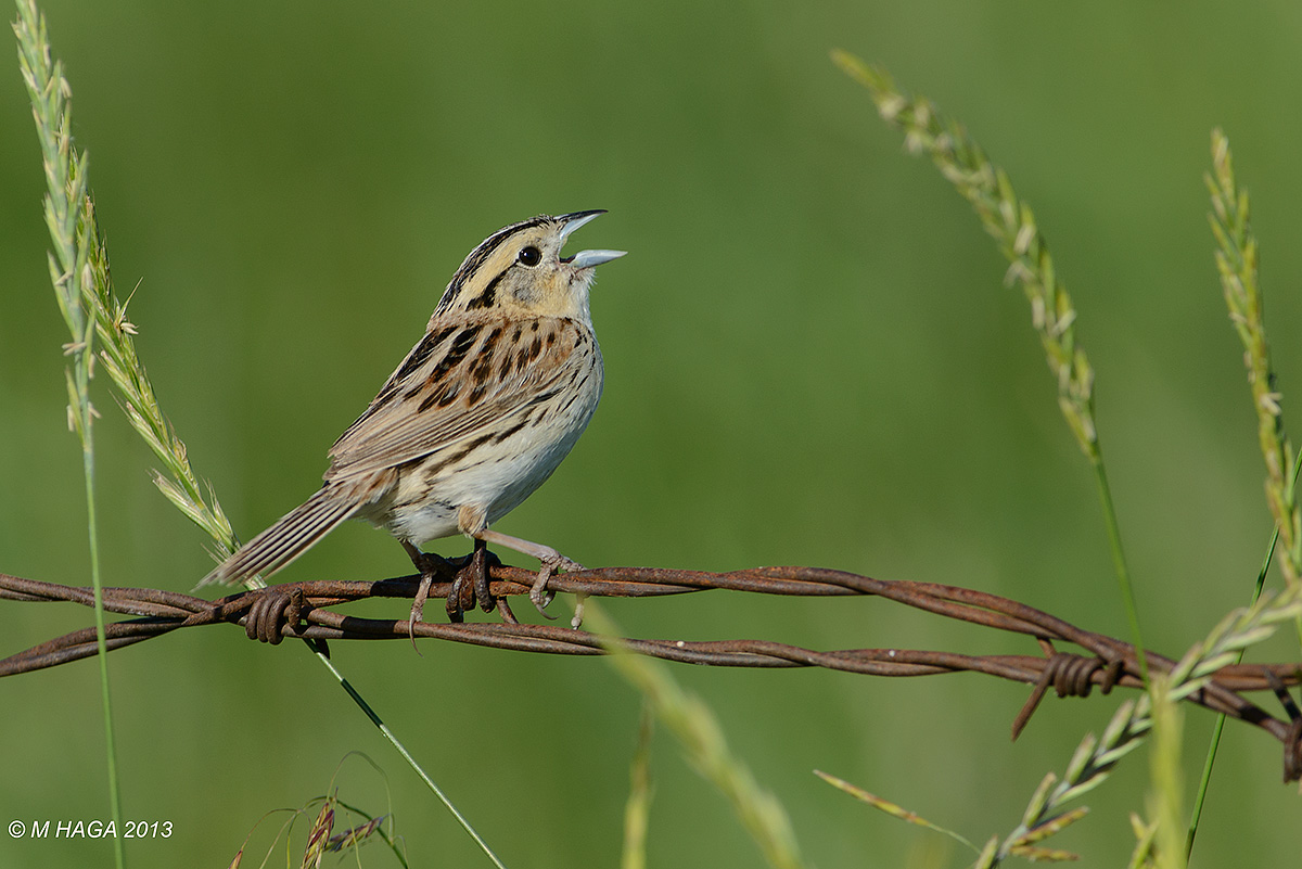 Le Conte's Sparrow
