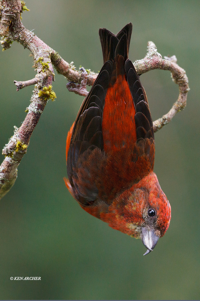 Red Crossbill