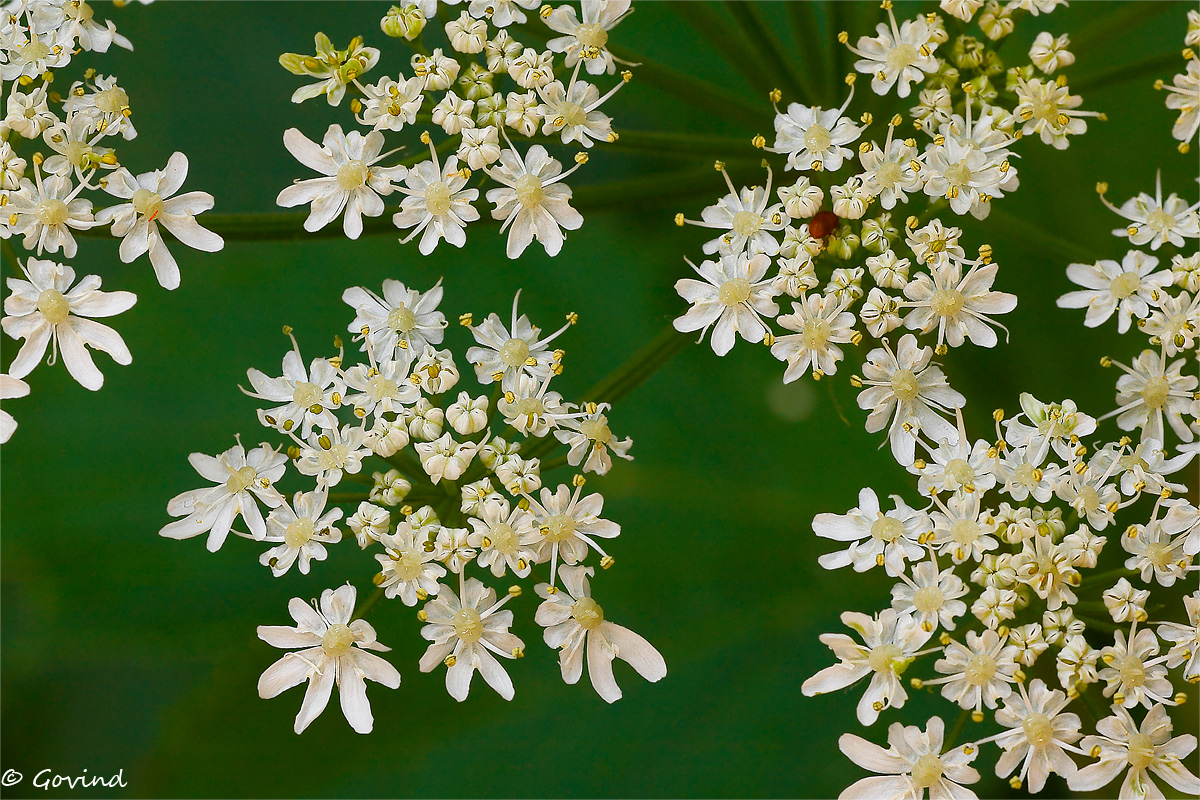 Cow Parsnip