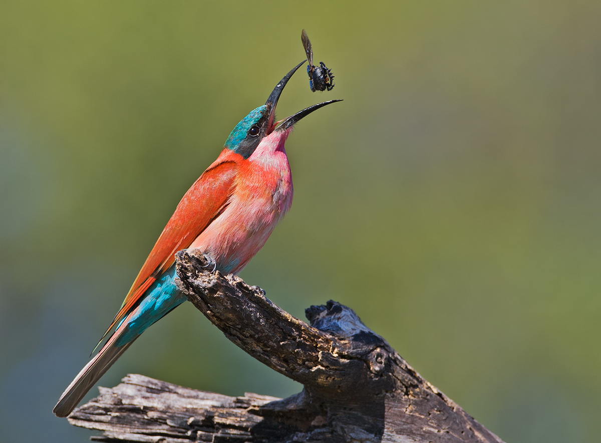Carmine Beeeater