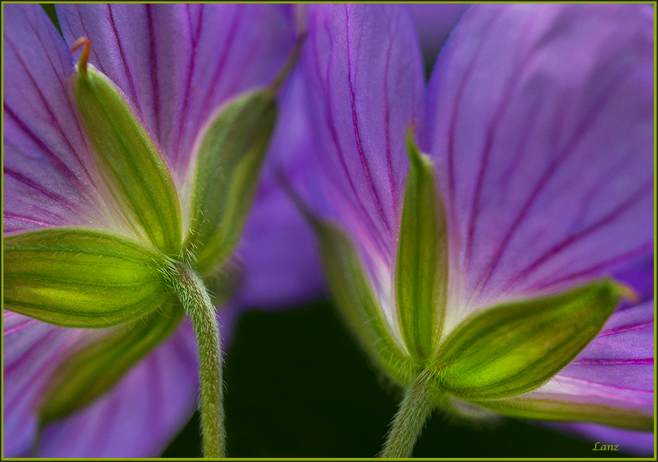 Morning Geraniums