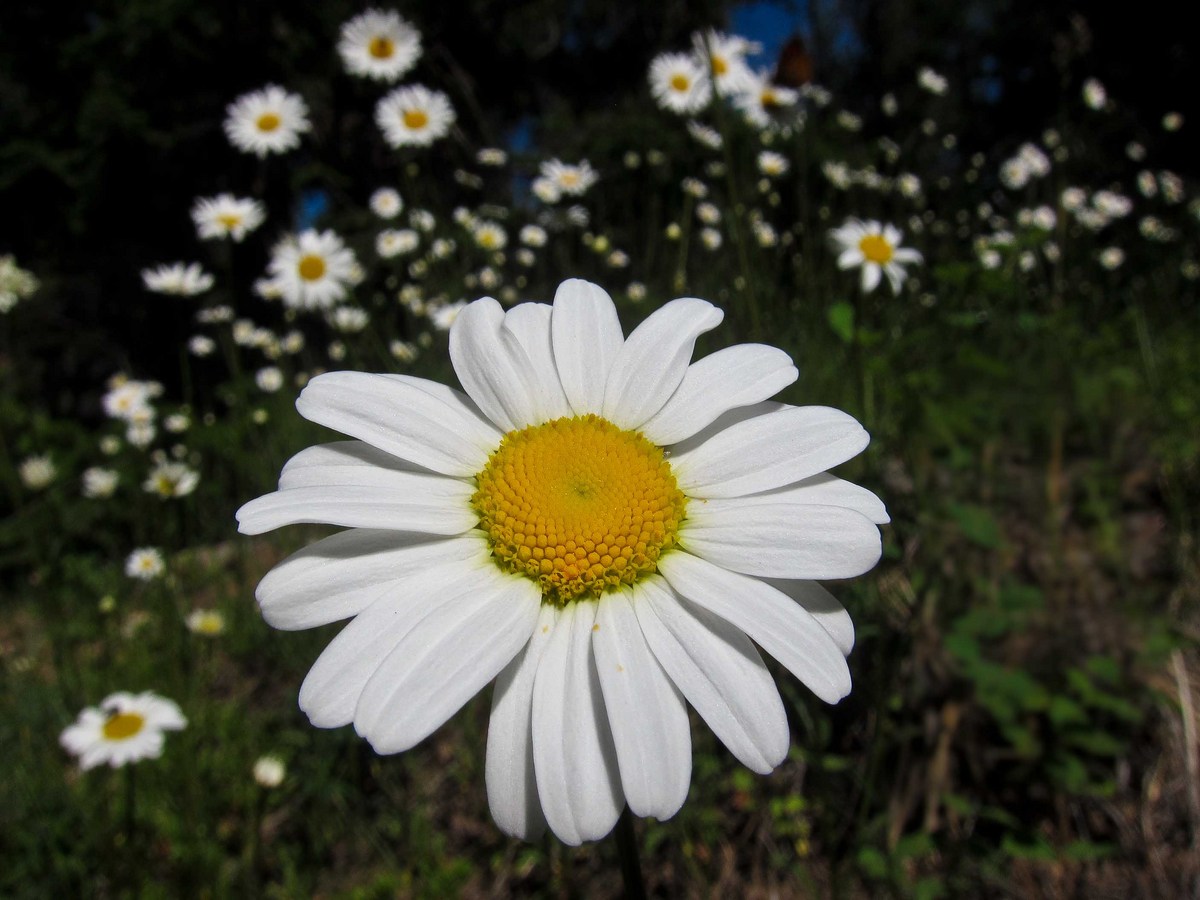 Daisy Field