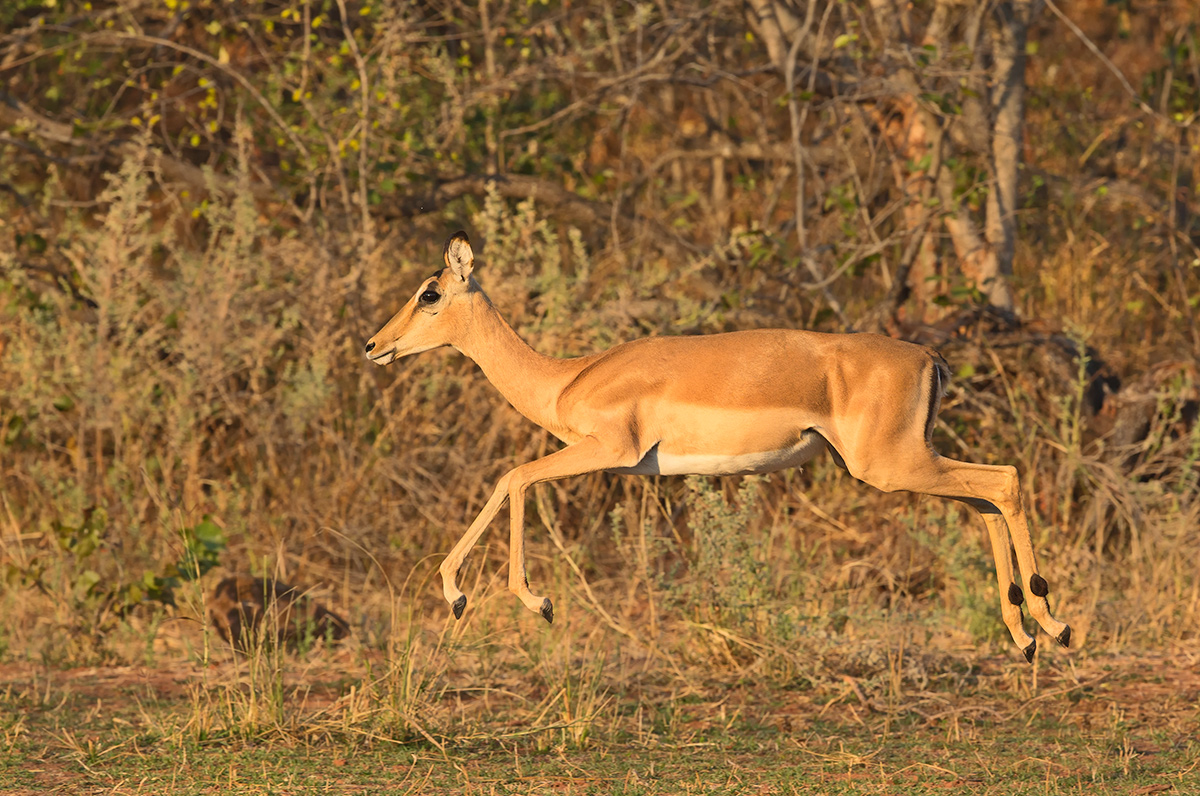 Just an Impala