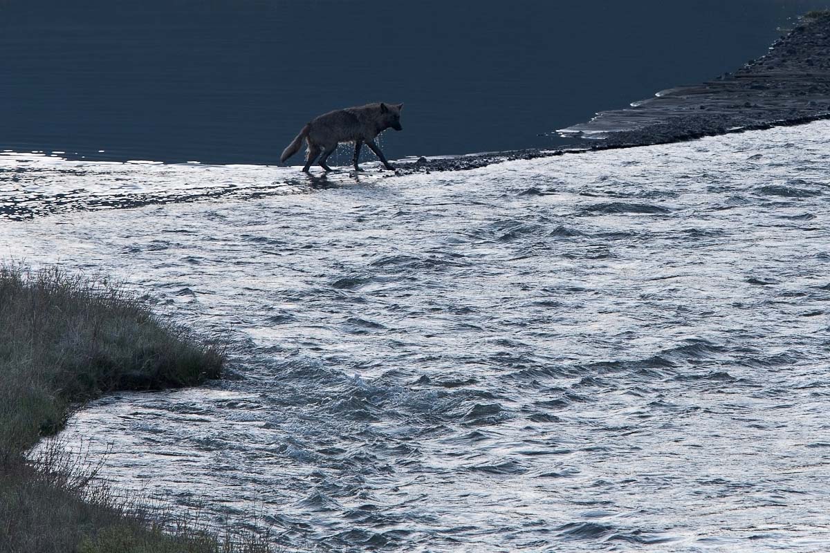 Sunrise Wolf