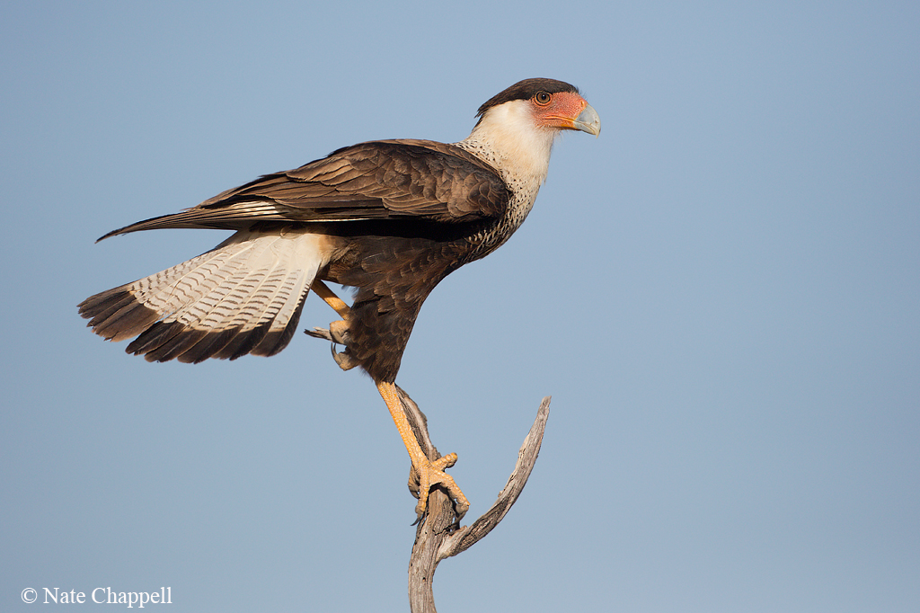 Crested Caracara