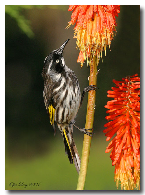 New Holland Honeyeater