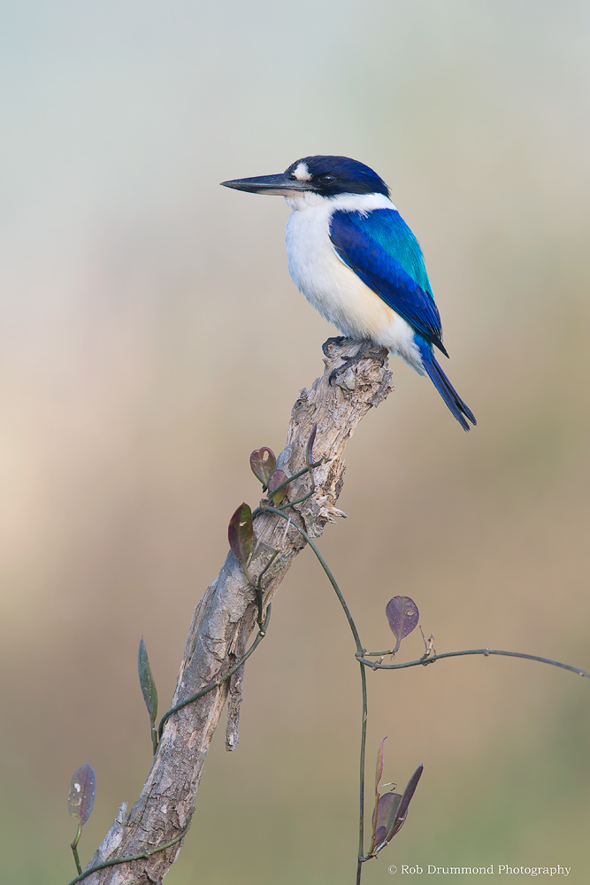 Forest Kingfisher