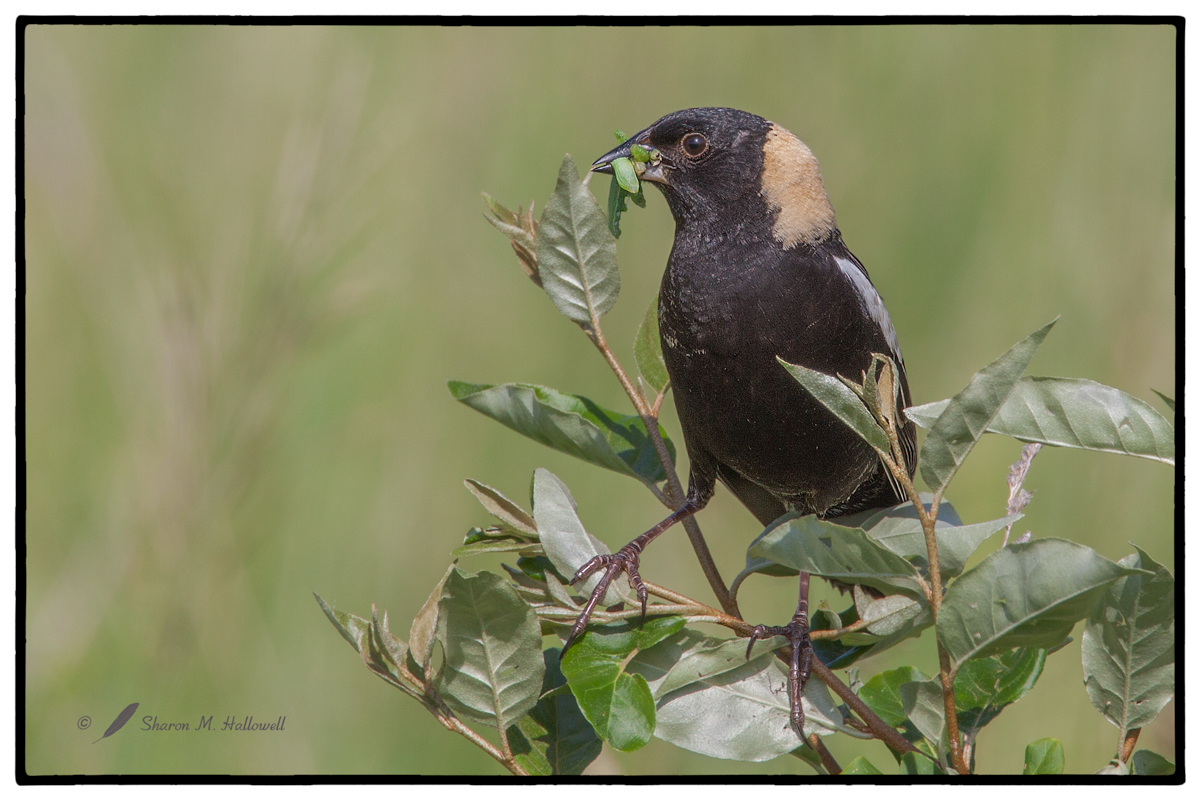 Bobolink