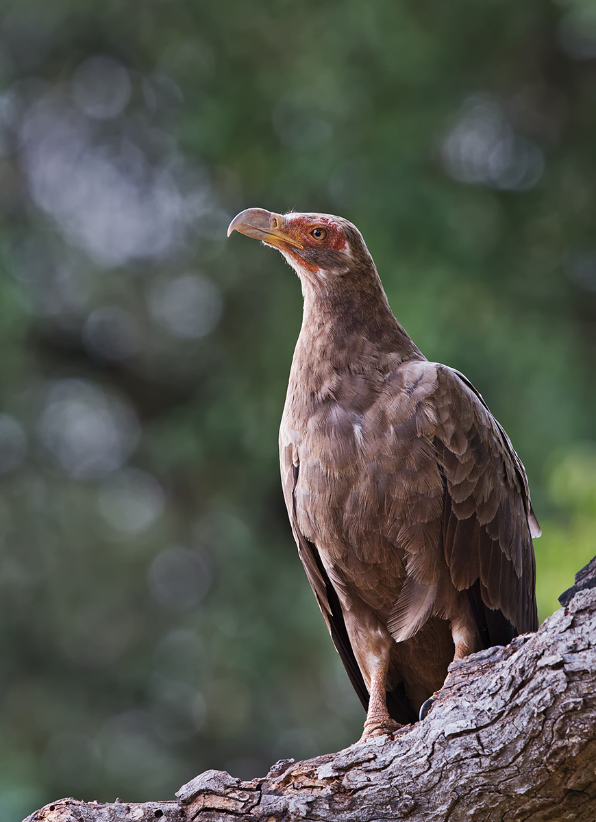 Palm Nut Vulture