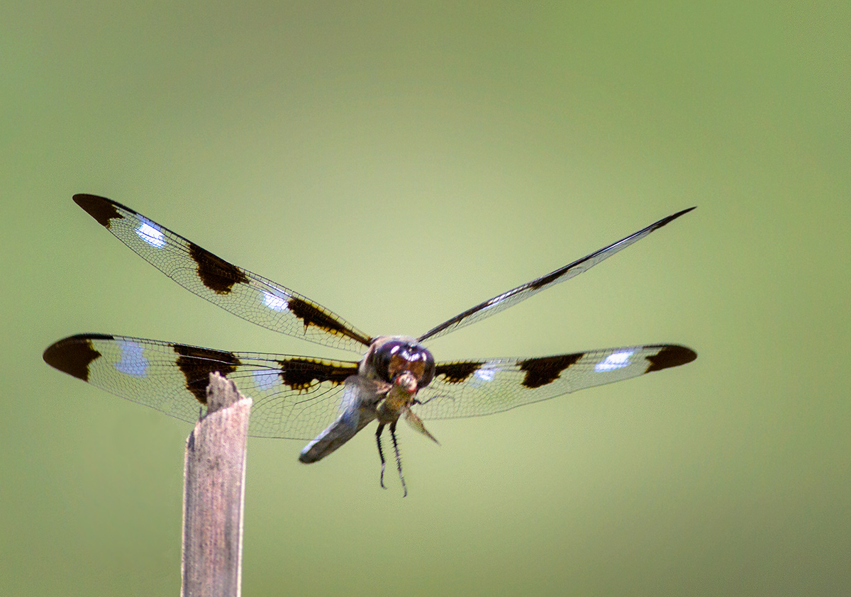 Dragonfly with Prey