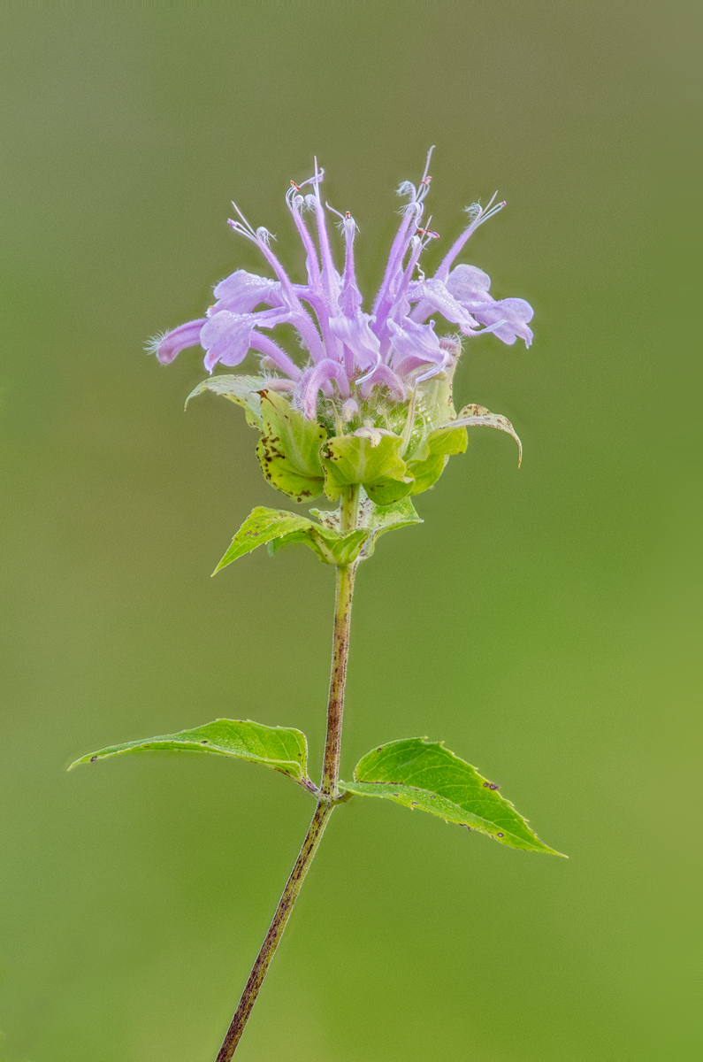 Bee Balm