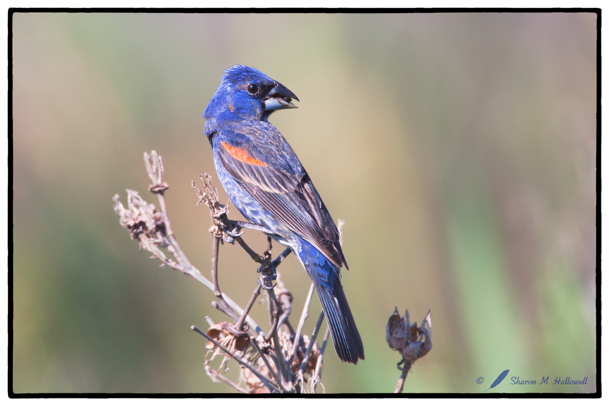 Blue Grosbeak