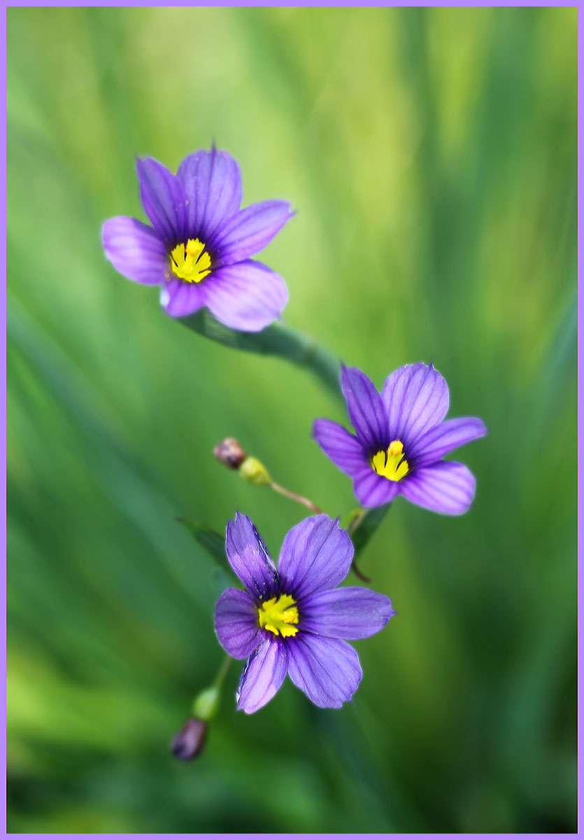 Bue-eyed grass