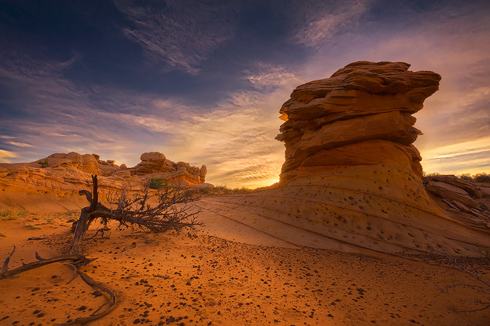 Desert Bird