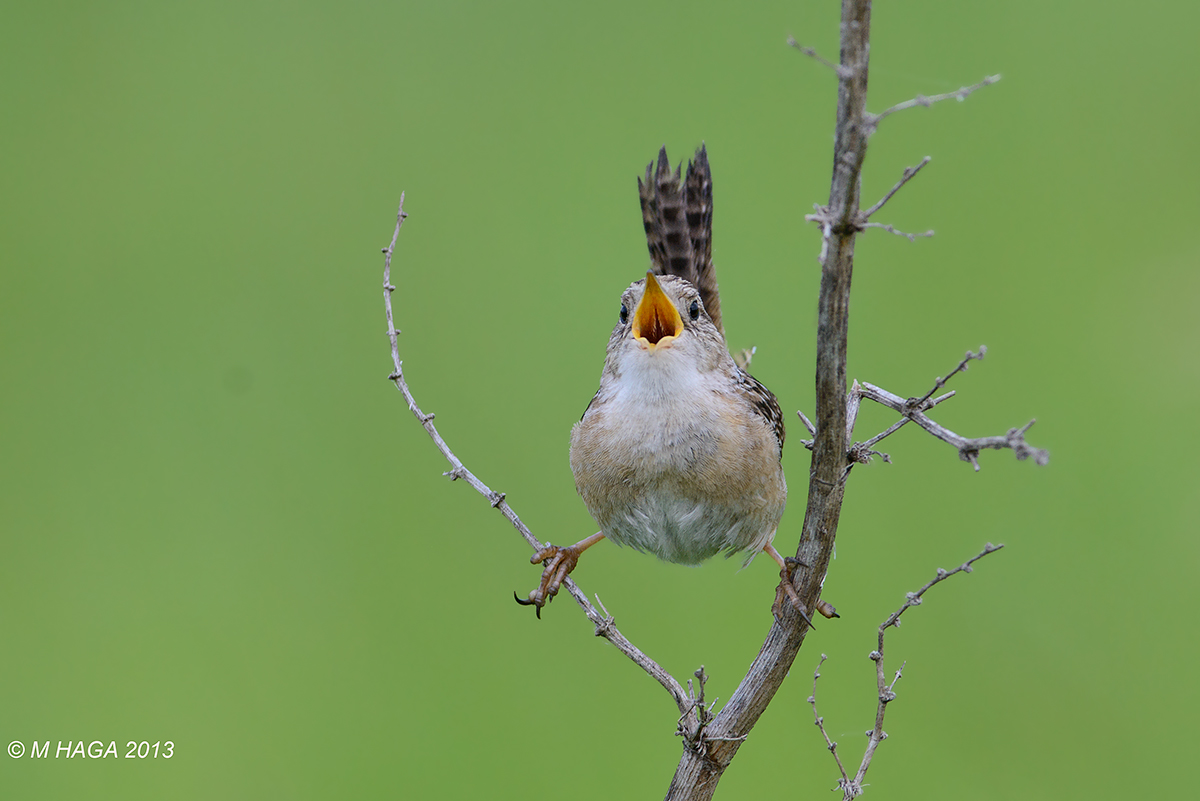 Sedge Wren + repost