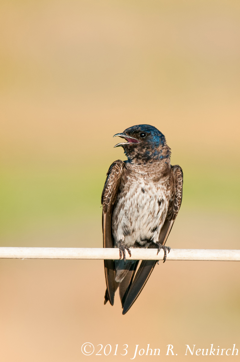 Purple martin