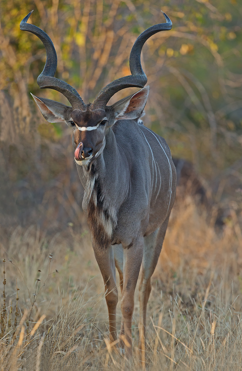 Male Kudu