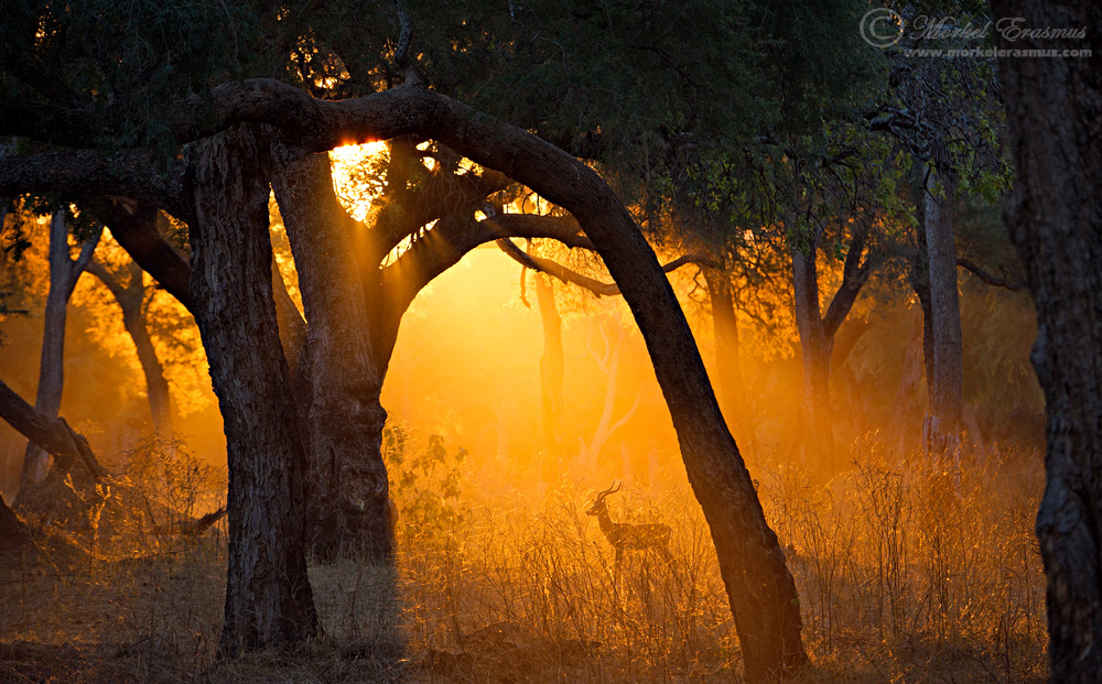 Forest Light