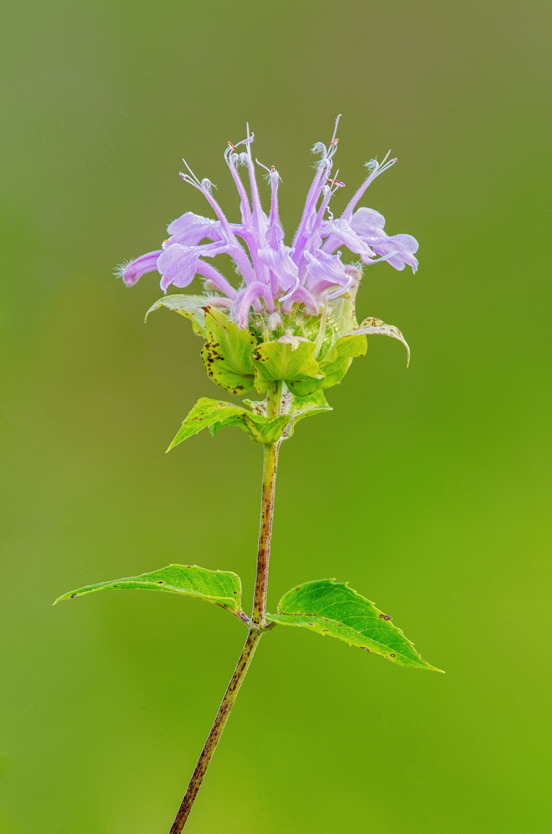 Bee Balm 