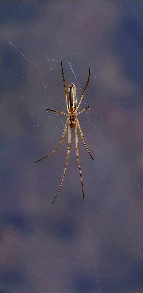 Orb Weaver [?] #594