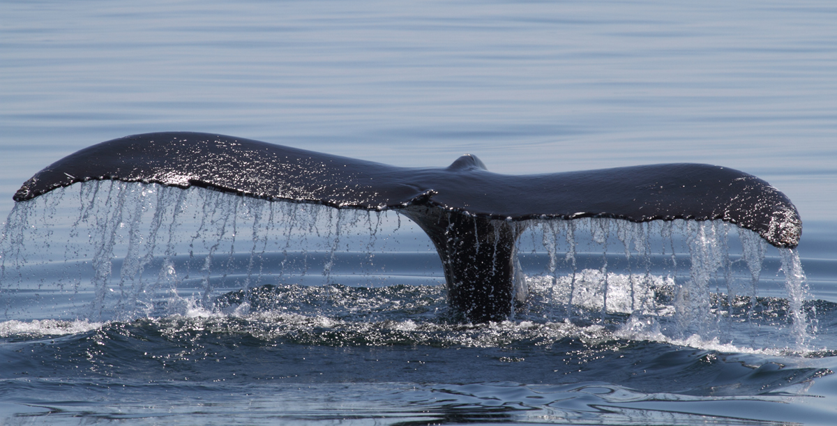 Humpback Whale