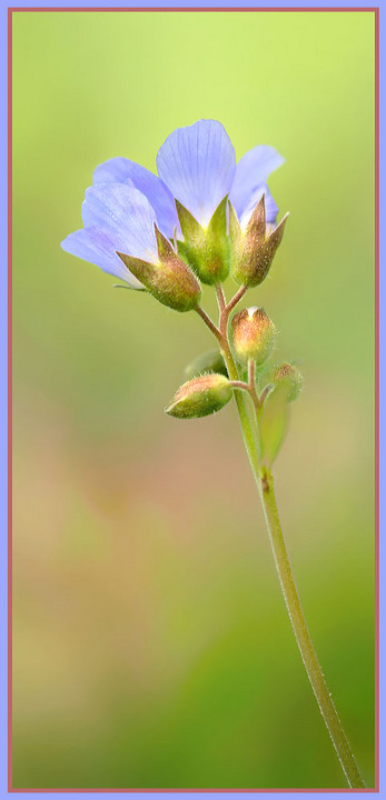 Jacob's ladder flower