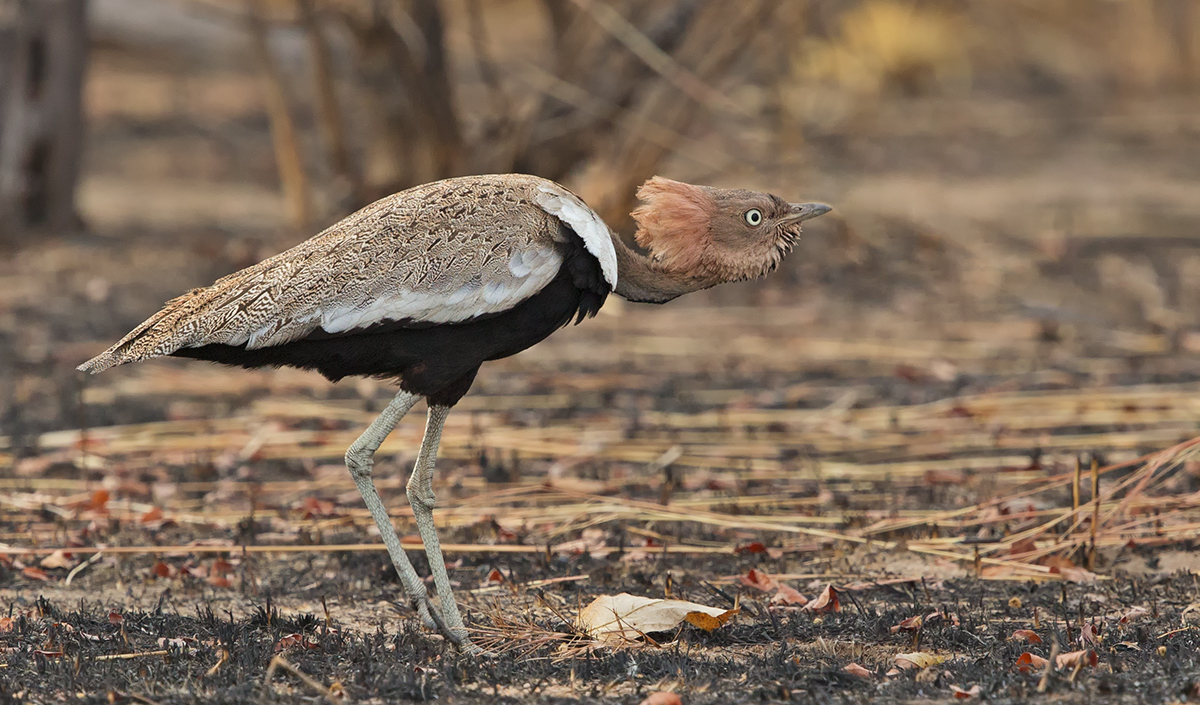 Buff Crested Bustard