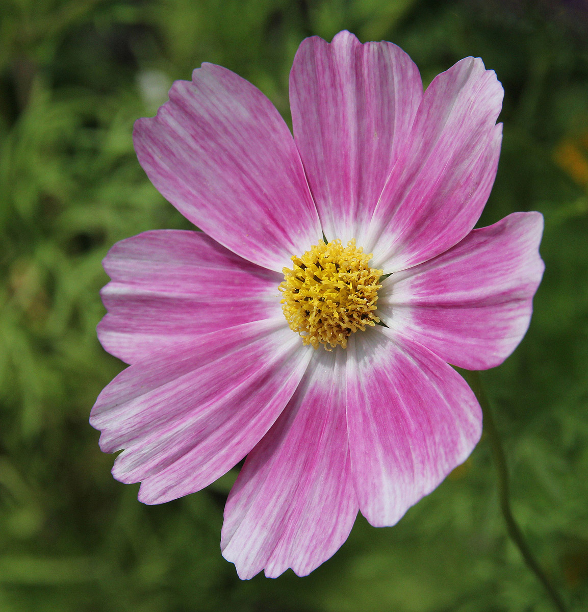 Cosmos