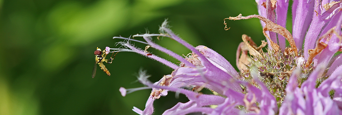 Hover fly & Bee Balm
