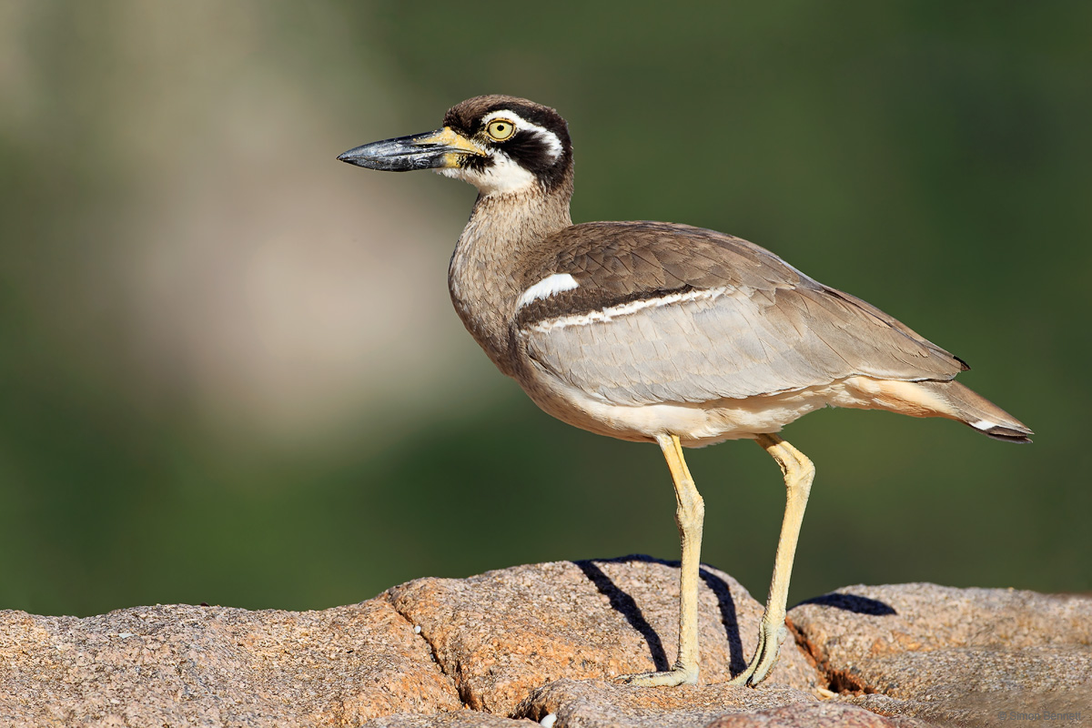 Beach Stone-curlew