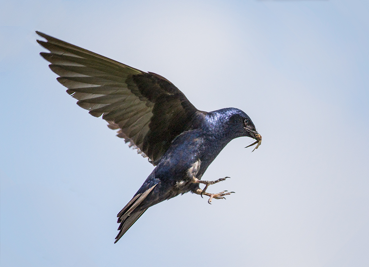 Purple Martin with Prey