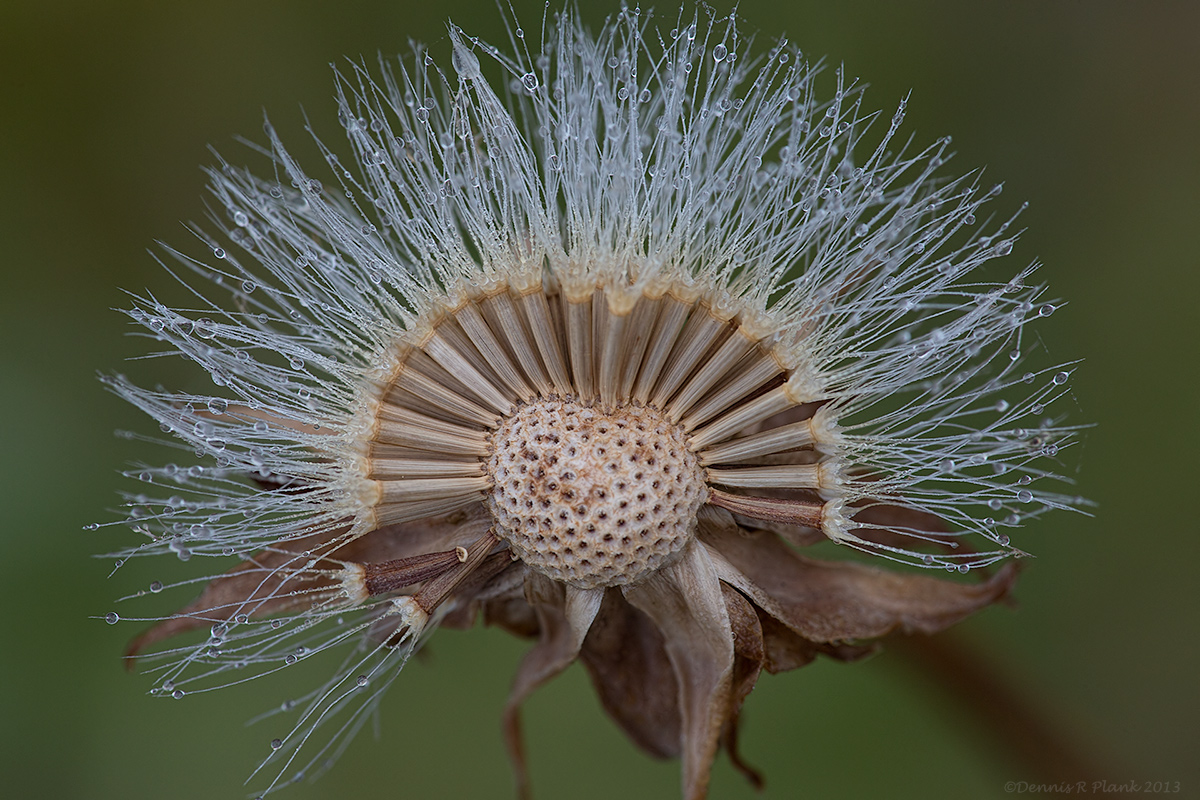 Cut-leaf Microseris