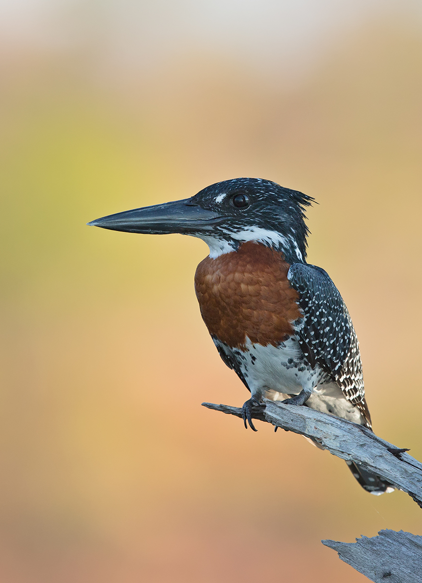 Giant Kingfisher