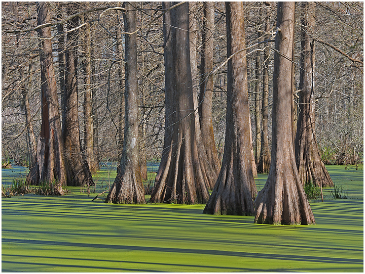 Moods in the Swamp