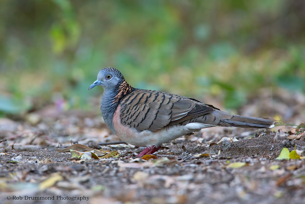 Bar-shouldered Dove