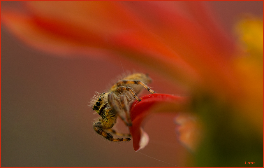 Jumping Spider
