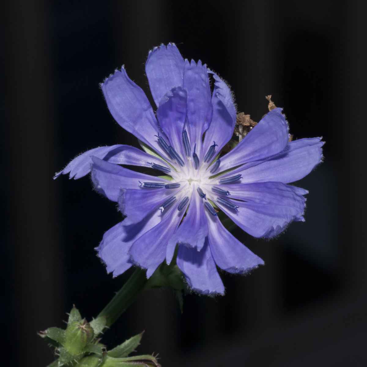 chicory