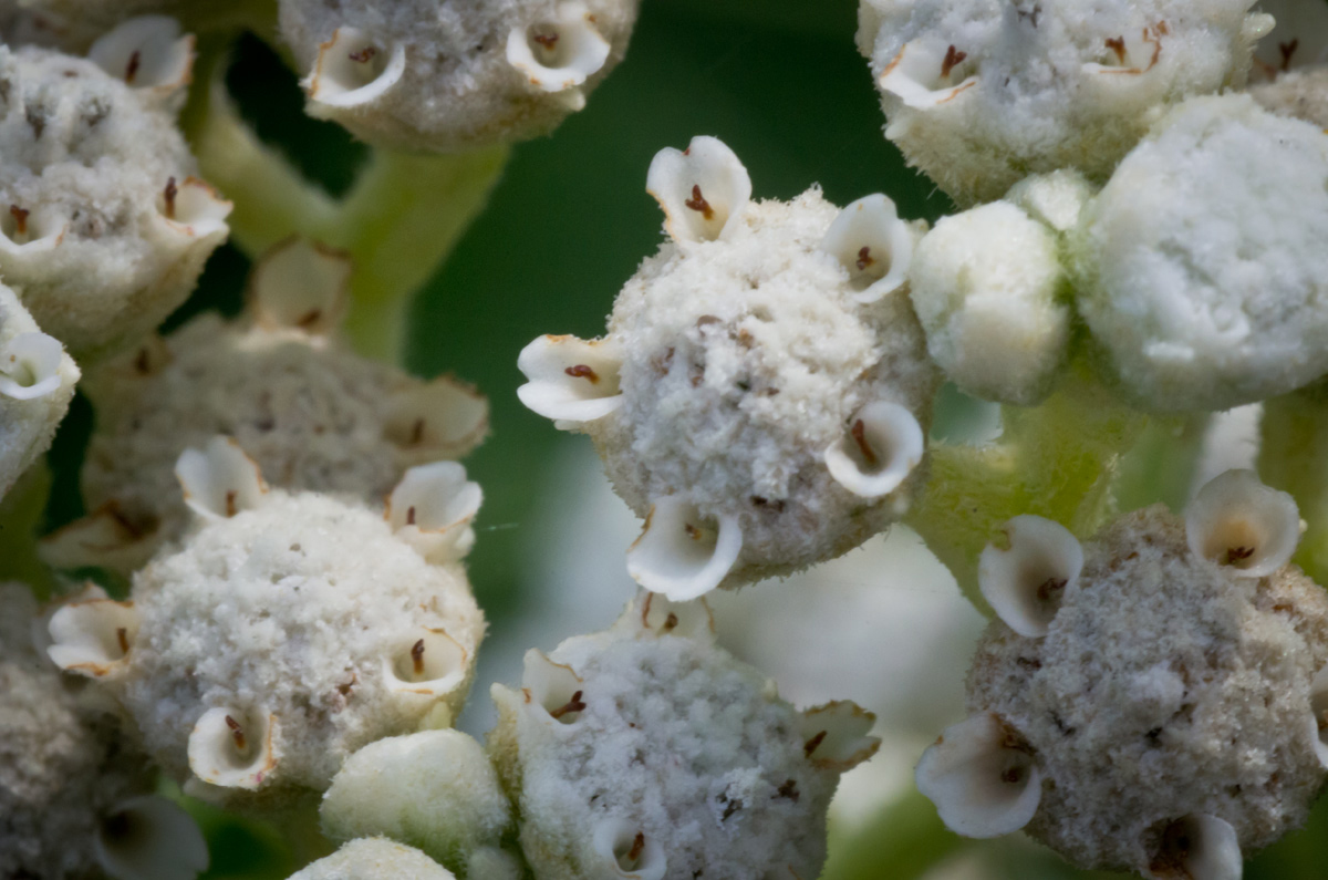 Wild Quinine