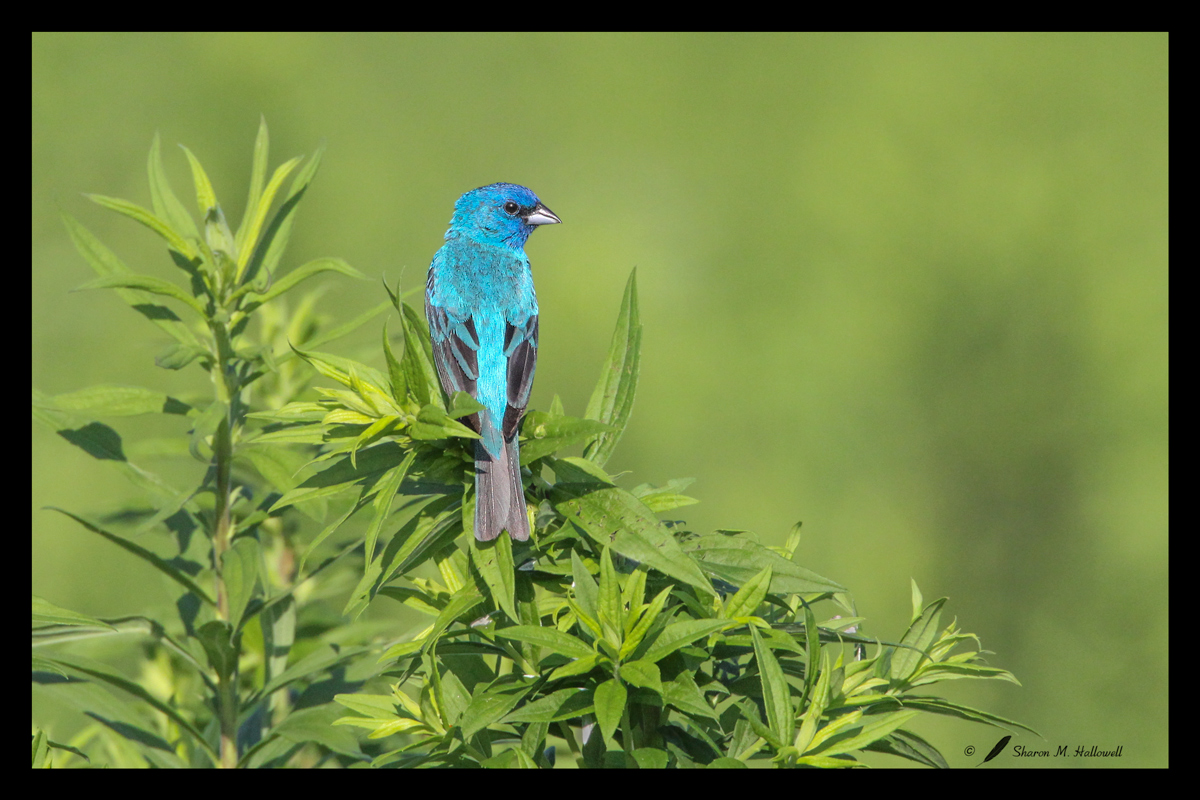 Indigo Bunting