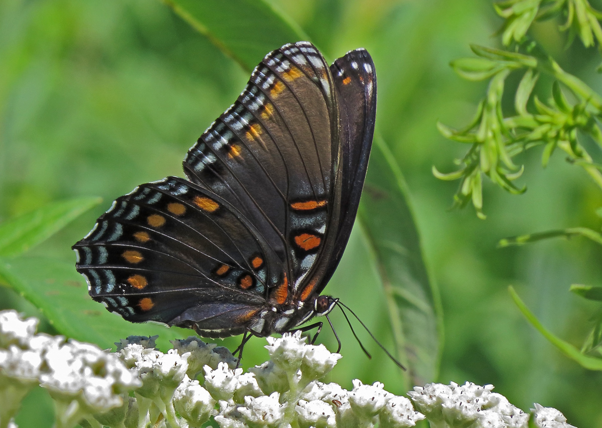 Double spotted purple
