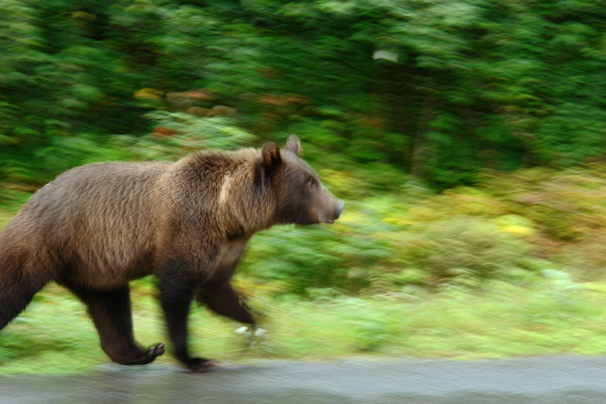 595 Crusin Bruin