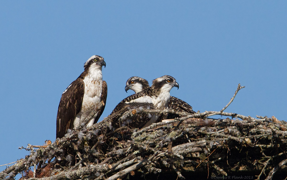Osprey family