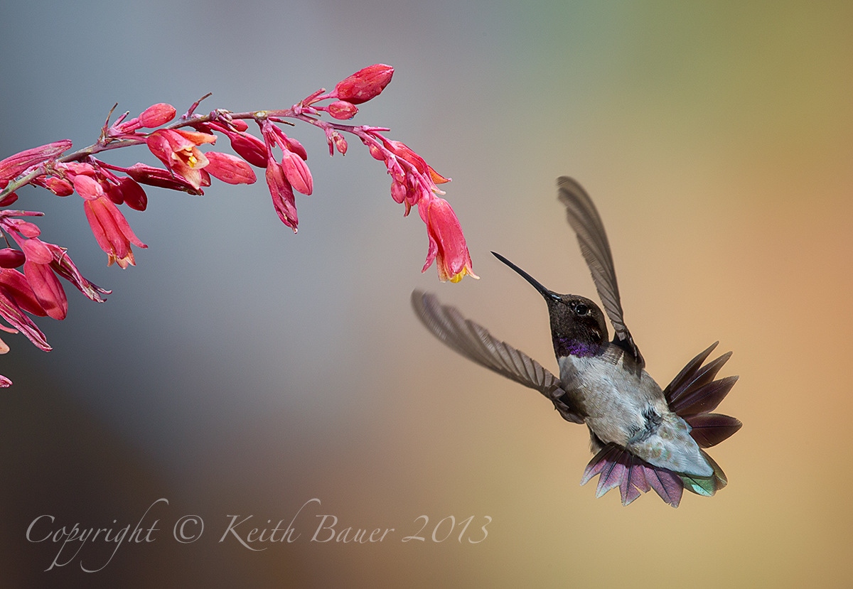 Black Chinned Acrobat