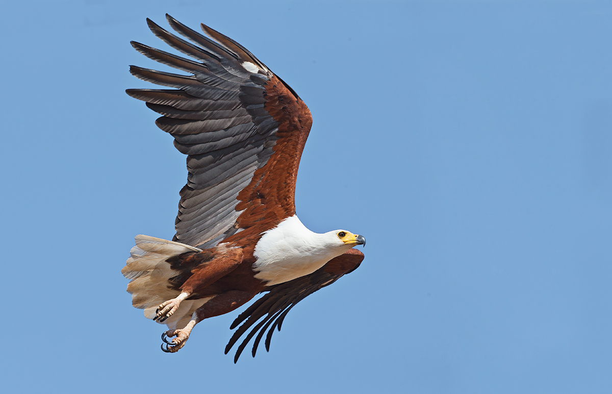 Fish Eagle