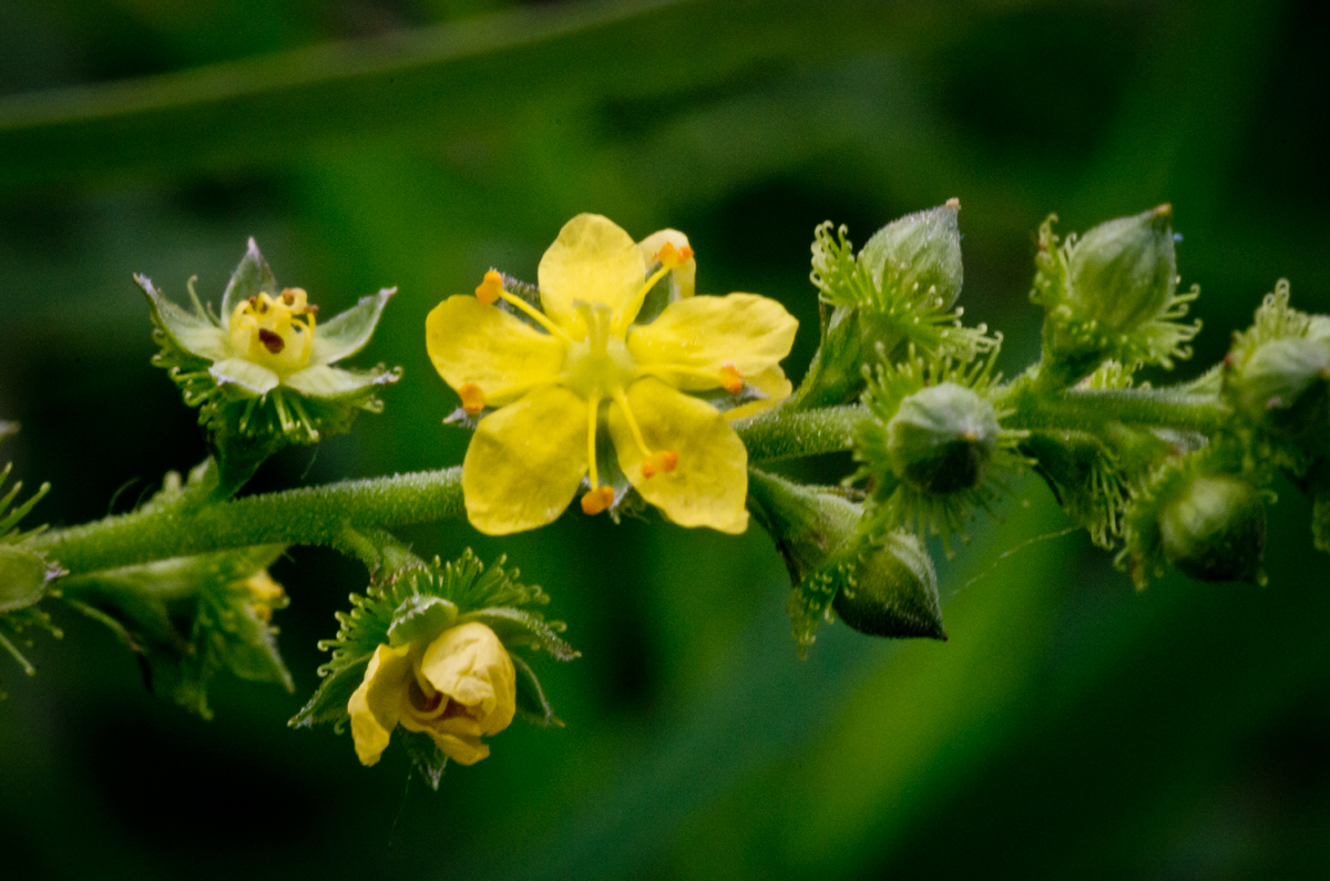 Agrimonia